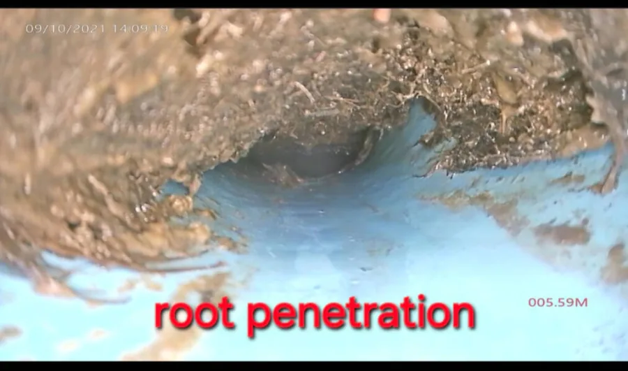 A dense root mass packing the interior of a sewer line, blocking camera advancement
